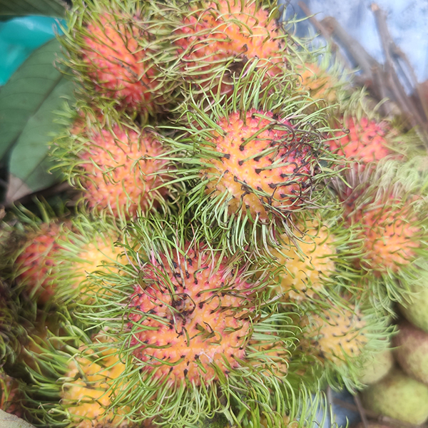 Chôm chôm Thái